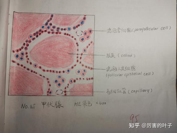 组胚红蓝绘图除末两张外均有评分