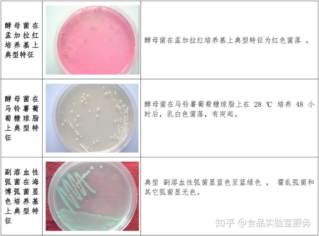 经验认识微生物菌落形态 知乎