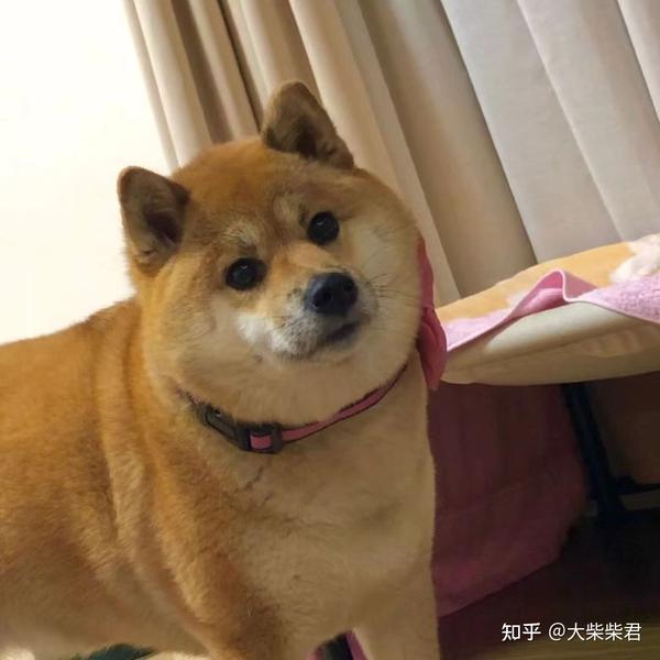 有豆豆眉,飞机耳,胸花领花的就是柴犬吗?