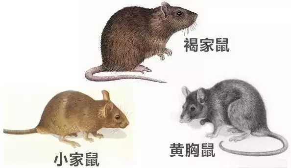 2,老鼠,家庭常见的老鼠有小家鼠,褐家鼠,黄胸鼠,它们进入室内后,会