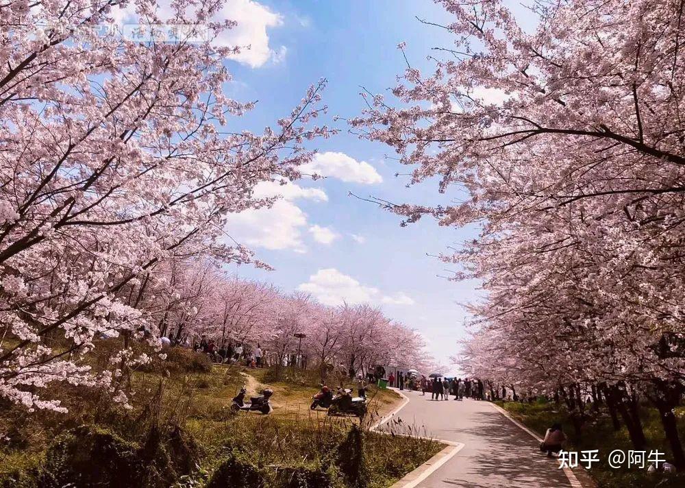 震撼这个春天不用去日本世界最大樱花基地在贵州即将盛开