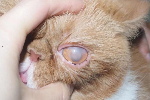 董轶老师用25年小动物眼科治疗经验告诉我们,原来猫角膜软化可以这么