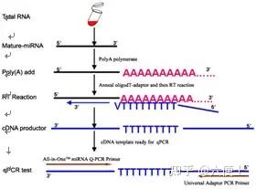 Qpcr