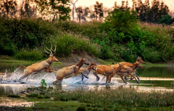 麋鹿故乡国家级湿地中国保存最完整的水上庙会值得体验