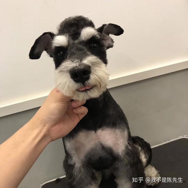 雪纳瑞犬胡子发黄有没有什么沐浴露可以推荐呢