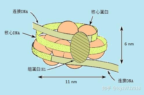 dna的超螺旋与染色体结构