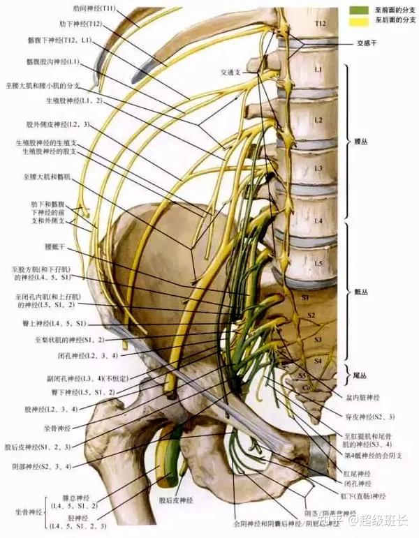 腰丛位于腰大肌深面,分支包括髂腹下神经,髂腹股沟神经,生殖股神经,股