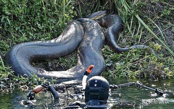 世界上最大蛇类亚马逊森蚺,最长的网纹蟒,人类遇上她