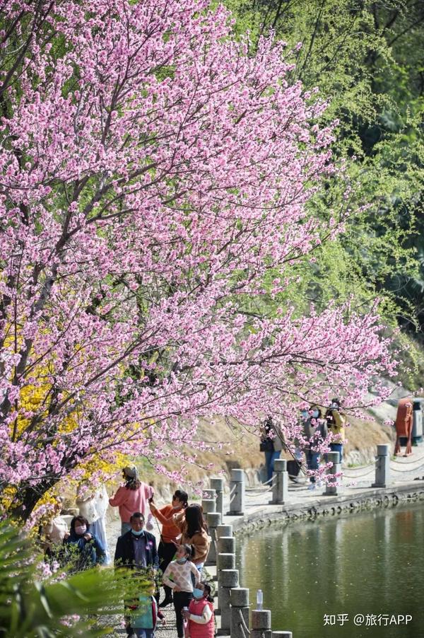 淮安樱花园