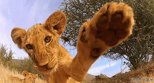壁纸 动物 狮子 桌面 500_270 gif 动态图 动图