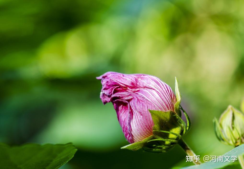 周红:芙蓉独占晚秋风(散文) - 知乎