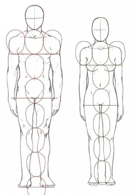 人物速写中的人体比例