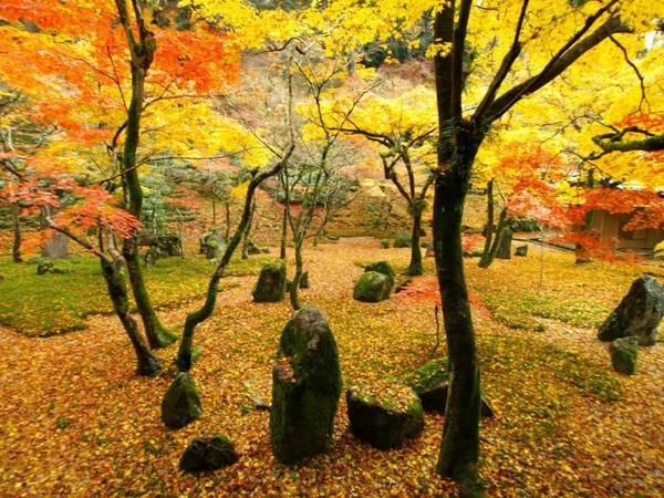 2018日本红叶狩,错过这一季又要等图片