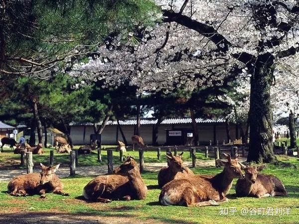 第12位 奈良公园(奈良县奈良市)