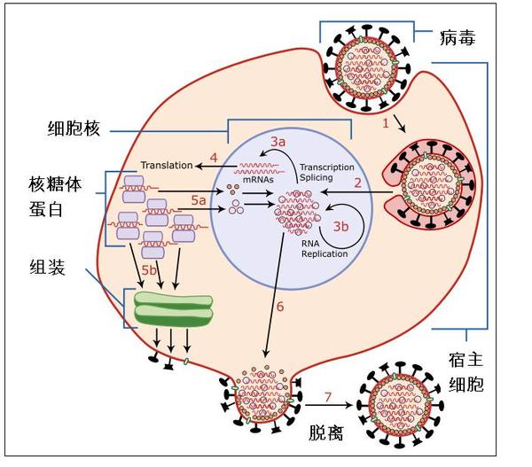 图表   流感病毒的自我复制过程