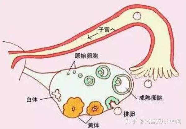 在经过周期性的生长和发育之后,会在排卵时释放出一个