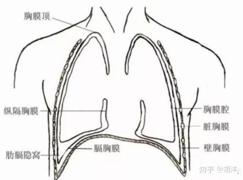 肺癌引起胸痛不是因为破坏了肺而是肺周边的这些组织受到了侵犯