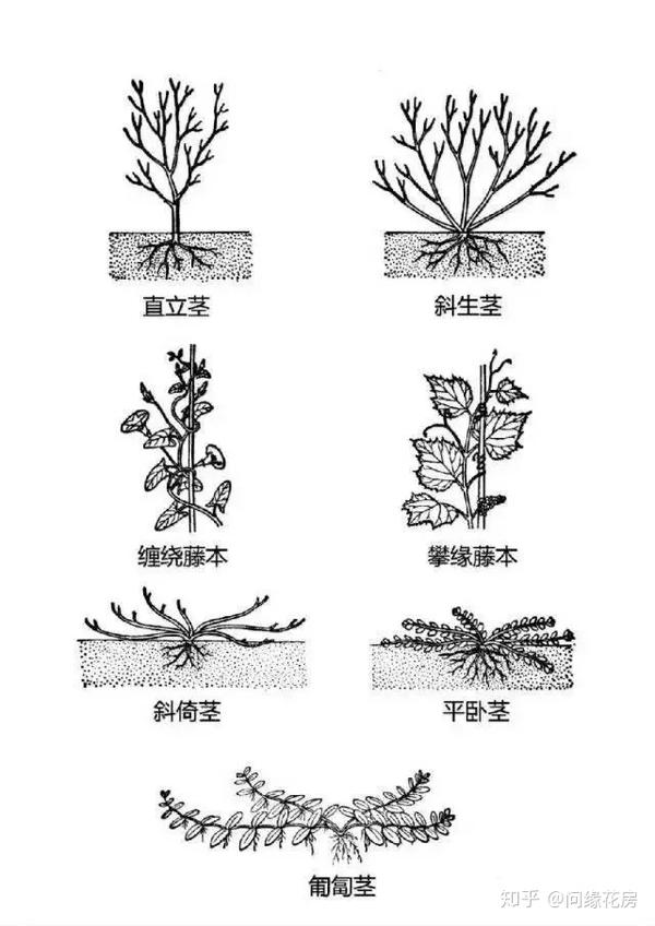 最全的植物形态图解让你轻松认识所有植物