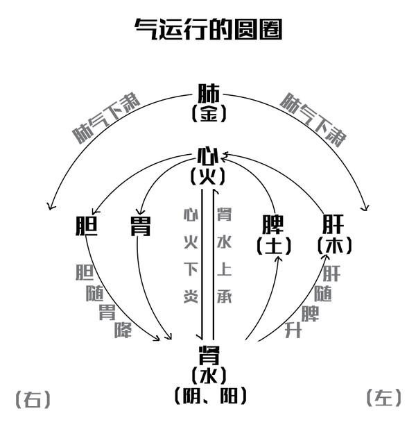 黄元御将五脏六腑的运行总结成了一个圆圈.
