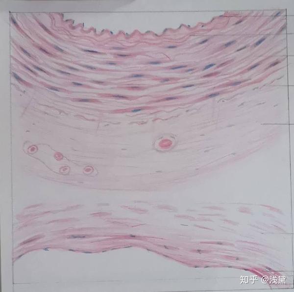 这一张中滤泡旁细胞与滤泡上皮细胞的细胞质应该涂红色,呈嗜酸性