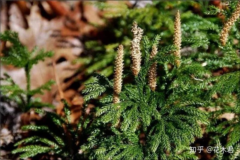 蕨类植物石松的鉴赏与养护