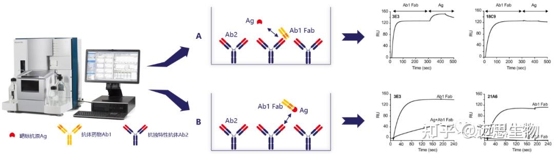 兔单B细胞 抗独特型抗体开发 知乎