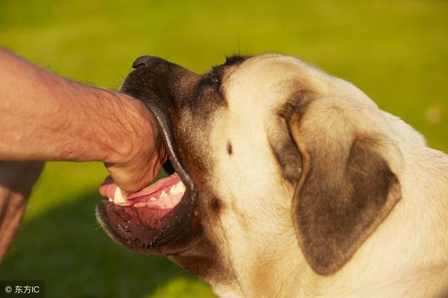 被狗咬后在生死边缘的你关于狂犬病的自救必备收藏文