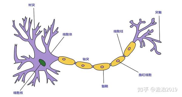 轴突负责延伸,突触负责连接,髓鞘负责绝缘(图片来自网络)