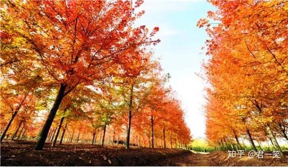 草木| 你不知道的,适合庭院种植的6大高富帅景观树木?