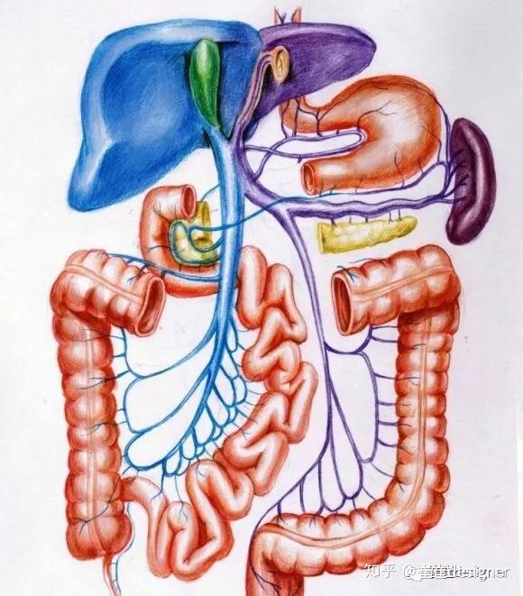 左侧蓝色的管子就是门静脉,将营养物质汇聚于肝脏