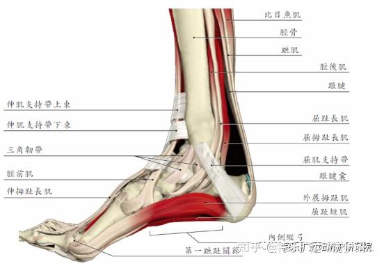 足部大脚趾解剖