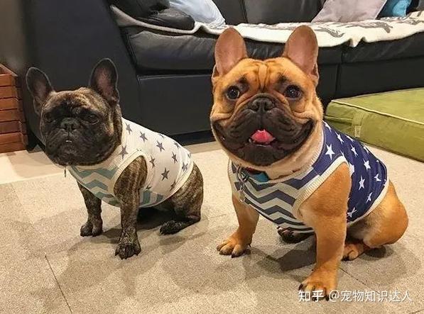 法国斗牛犬年龄表你家法牛相当于人类几岁