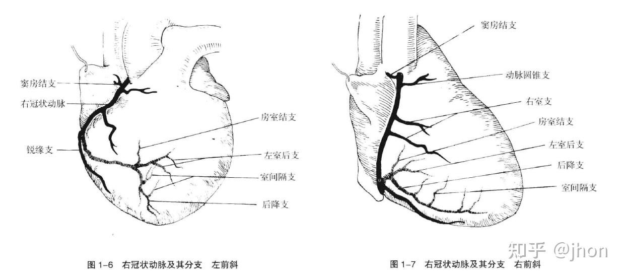 心脏的血液供应来自左,右冠状动脉.