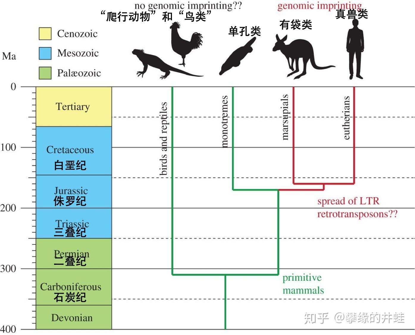 (现代哺乳动物三大类群的亲缘关系和大致的分化时间.图片来源自[1])