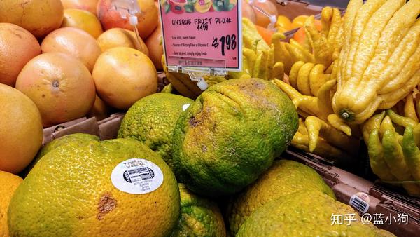 牙买加丑橘/独一无二柚(jamaican tangelo/uniq fruit/ugli fruit)