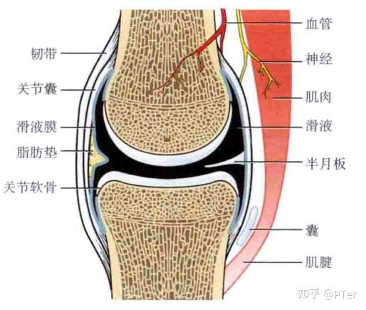                  (未含关节唇和