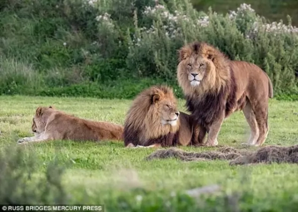 两只公狮子搞基一边的母狮子看不下去了