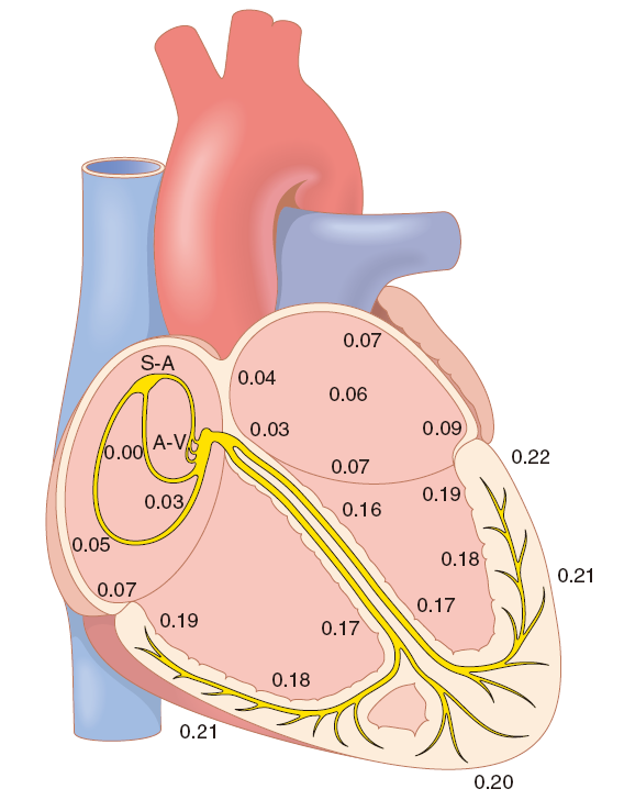 心脏4|心脏的传导系统——结构,电位和传播速度
