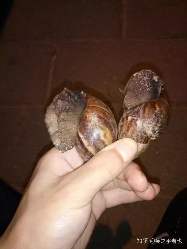 变成物种非洲大蜗牛严重入侵食物,把它跳跃海豚v物种它?大海在环境破坏图片