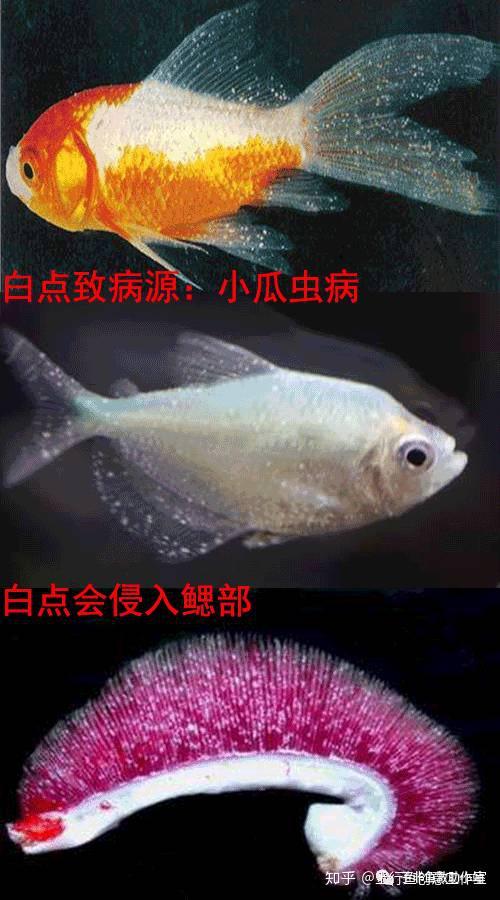 谈谈白点病