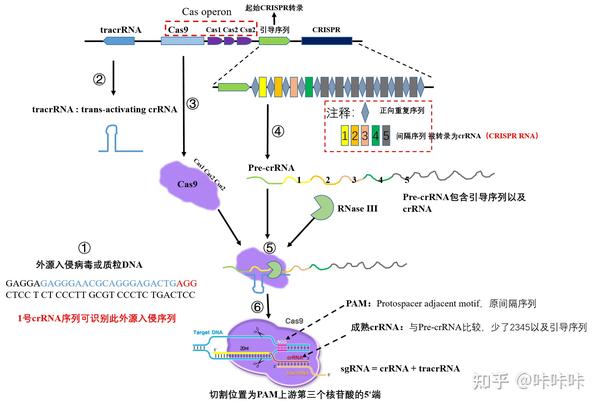 Crispr Cas