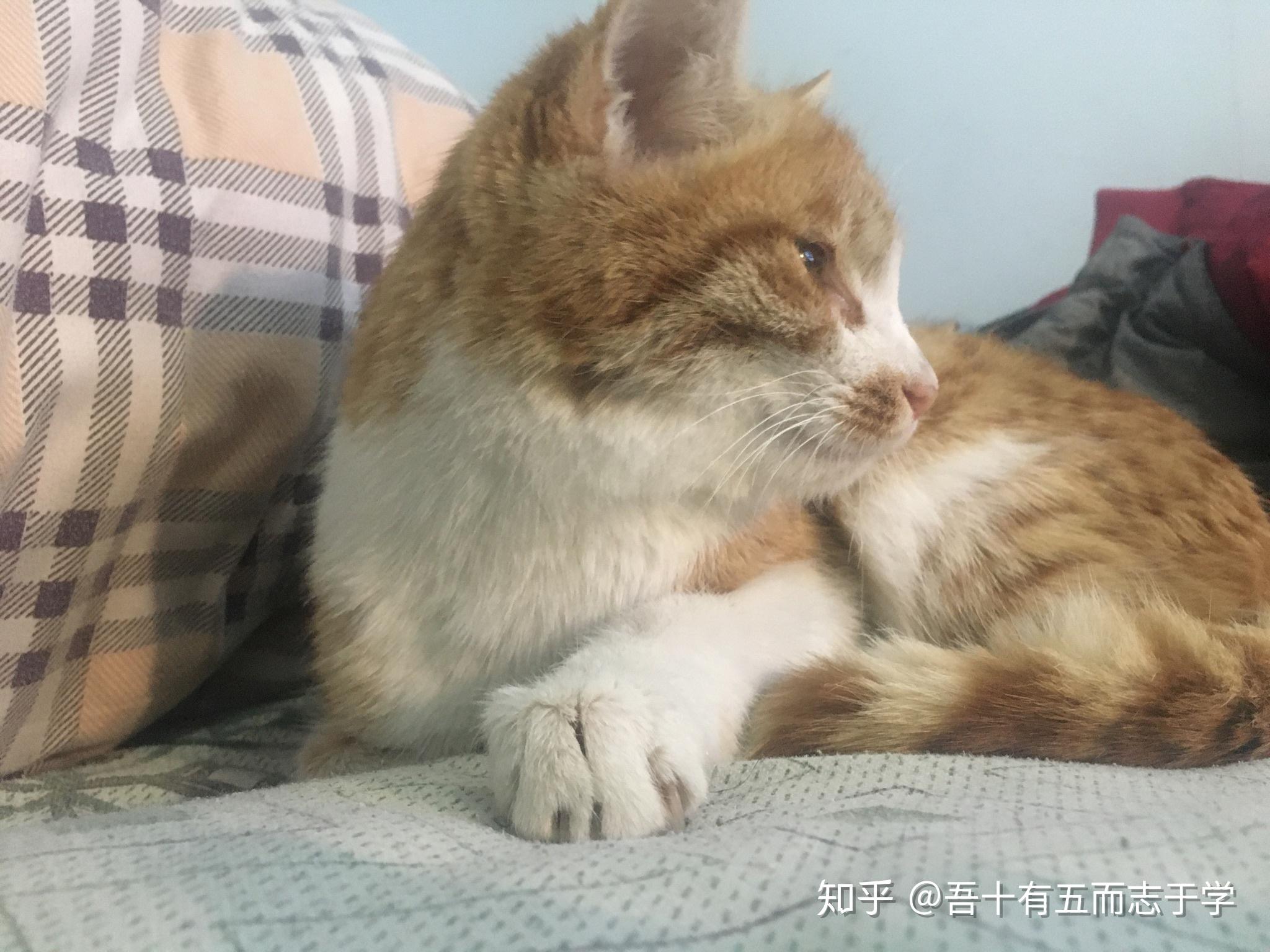 大家怎么看待弃猫效应
