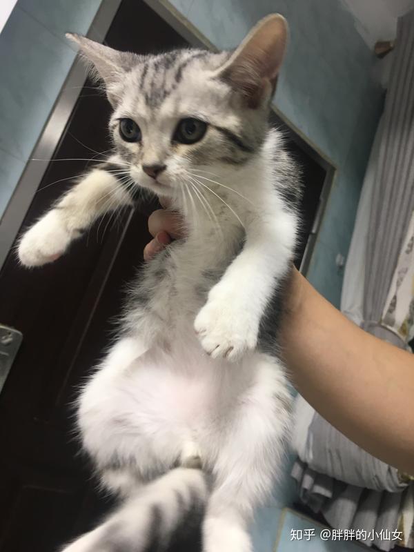 各位看下我家猫猫是美短加白吗