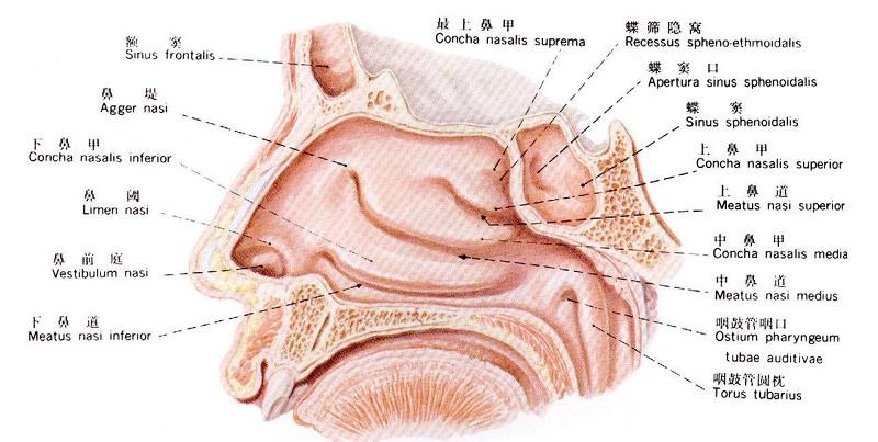 韩国耳鼻喉科学专业-启明大学医学研究生院致力于医学生提供研究和教