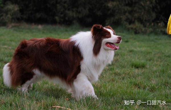 边牧在警犬考核中"落选",只因它太聪明