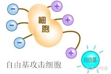 要了解抗氧化就要从自由基说起.
