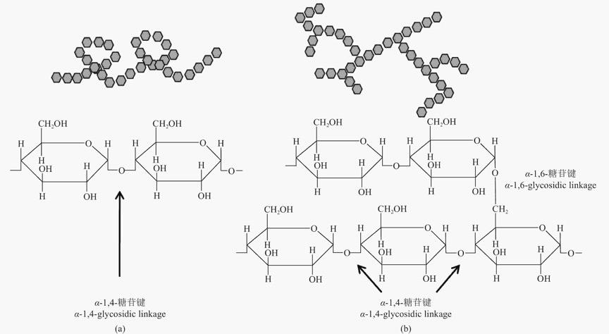 gelatinization淀粉糊化