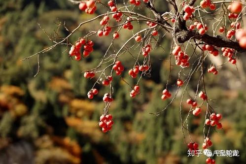 独一无二的水化柿