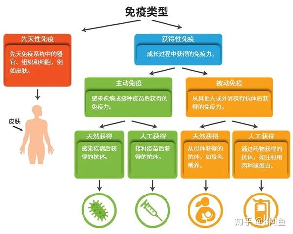 免疫系统是人体抵御感染的防御系统,通过免疫应答的方式可以保护你的