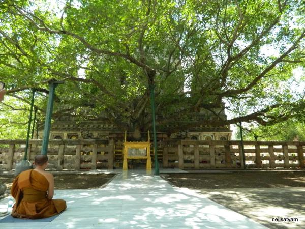 摩诃菩提树,据传释迦摩尼就是在这棵菩提树下修行   neil satyam